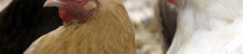 NewChickens109Hi
