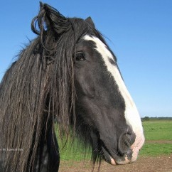 horseheadccby2.0SqueezeBoy