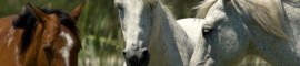 camargue